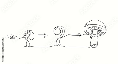 Illustration depicting the life cycle of a mushroom, from spores to mature fruiting body