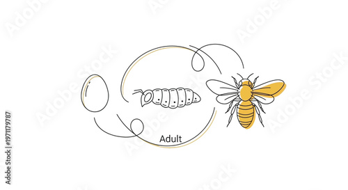Comprehensive illustration of the insect life cycle, showcasing the biological transformation from an egg, through the larval stage, to the fully developed adult insect