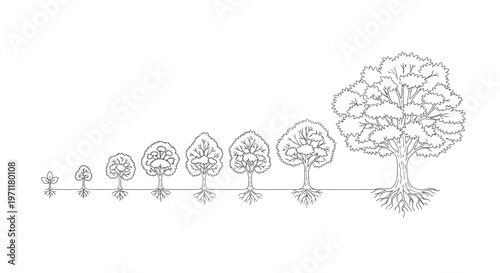 Stages of tree growth from sapling to mature oak, illustrating the complete life cycle and development process in a linear progression