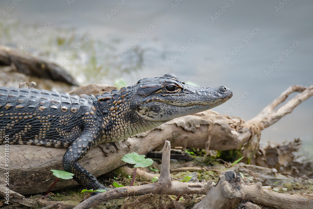 Fototapeta premium close up of a crocodile
