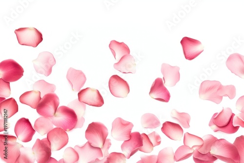 Delicate pink rose petals scattered