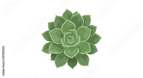Symmetrical top view illustration of a green succulent plant with thick layered leaves arranged in a circular rosette pattern on white.