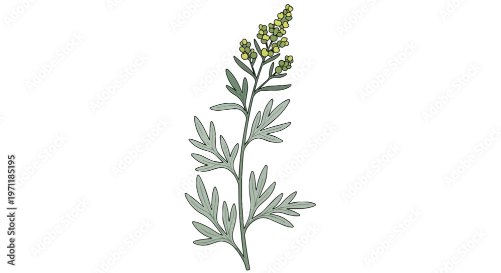 Fototapeta premium Hand Drawn Illustration of Artemisia Absinthium Wormwood Plant