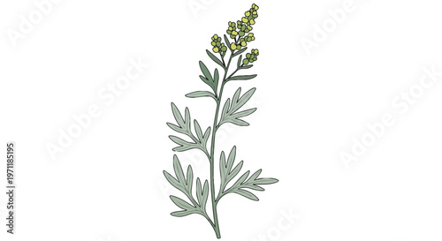 Hand Drawn Illustration of Artemisia Absinthium Wormwood Plant