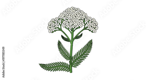Illustration of Yarrow Plant with White Flowers and Green Fern-like Leaves