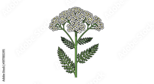 Botanical Illustration of Yarrow Plant with White Flowers and Green Leaves