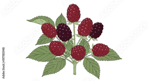 Hand Drawn Illustration of Fresh Ripe Raspberries and Blackberries on a Branch