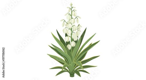Illustration of a Blooming Yucca Plant with White Flowers