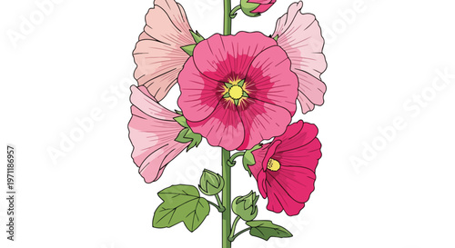 Beautiful Pink Hollyhock Flower Illustration Isolated on White Background