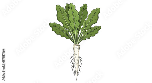 Fresh Daikon Radish with Green Leaves Isolated on White Background