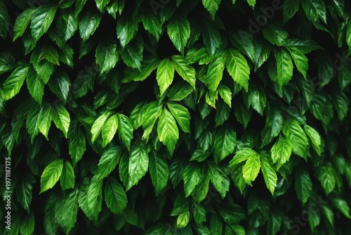 Vines of greenery ascend the antique brick wall, covering it