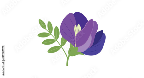 Hand-drawn illustration of a vibrant purple butterfly pea flower with green leaves