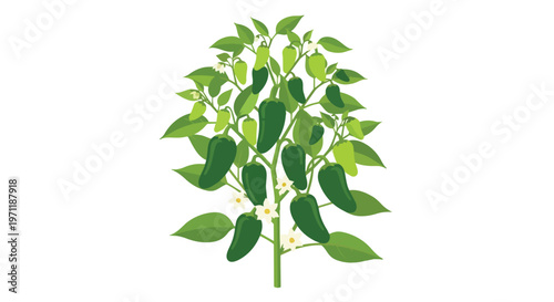 Jalapeno Pepper Plant with Green Chili Peppers and White Flowers