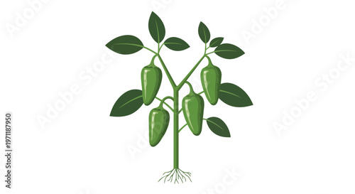 Illustration of a Green Jalapeno Pepper Plant with Roots