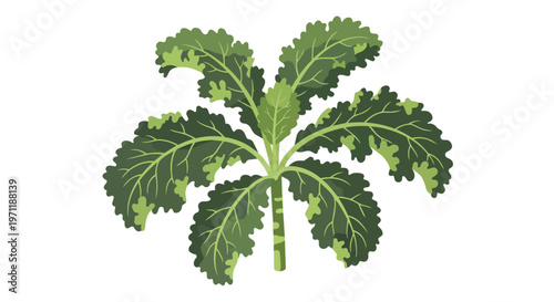 Fresh Green Kale Leaf Isolated on White Background