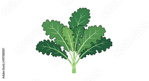 Fresh Green Kale Leafy Vegetable Illustration