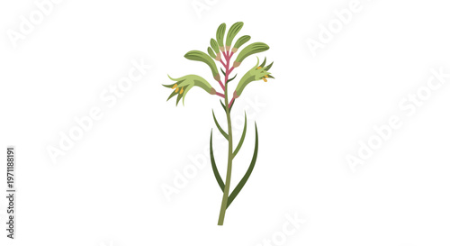 Hand Drawn Illustration of a Green Kangaroo Paw Flower