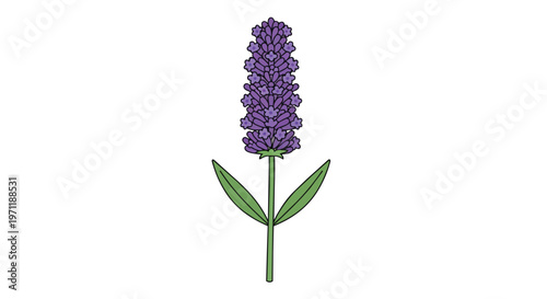 Simple Hand Drawn Illustration of a Single Lavender Flower Stem