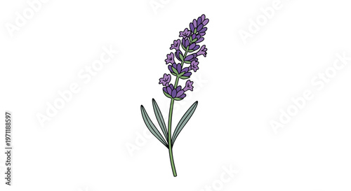 Hand drawn illustration of a single lavender flower sprig