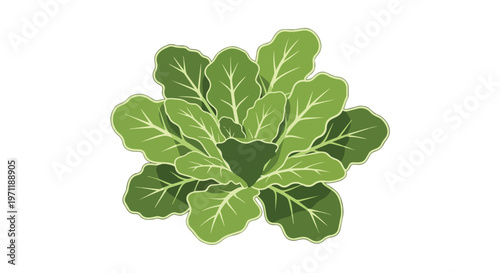 Fresh Green Lettuce Vegetable Illustration