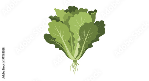 Fresh Green Lettuce Vegetable Illustration