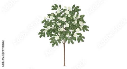 Isolated Flowering Tree with White Blossoms and Green Leaves