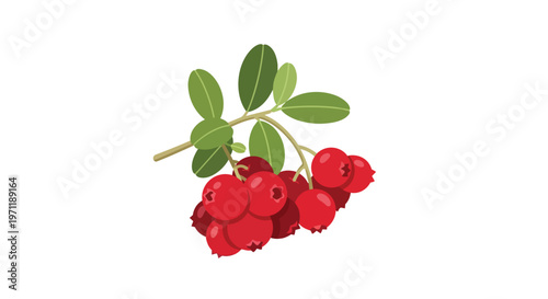 Fresh Lingonberry Branch with Red Berries and Green Leaves Isolated on White