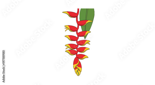 Exotic Heliconia Rostrata Hanging Lobster Claw Flower Illustration
