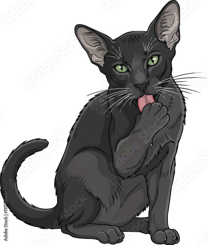 Asian Smoke cat sitting licking paw grooming pose illustration