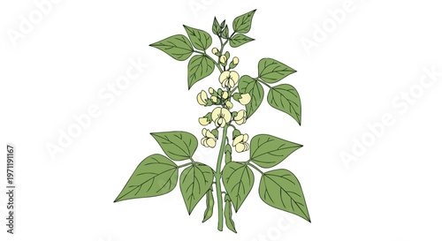 Illustration of a Green Bean Plant with Flowers and Pods