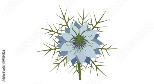 Vector illustration of a blue Nigella damascena flower isolated on white background