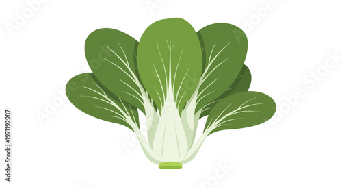 Fresh Bok Choy Vegetable Illustration