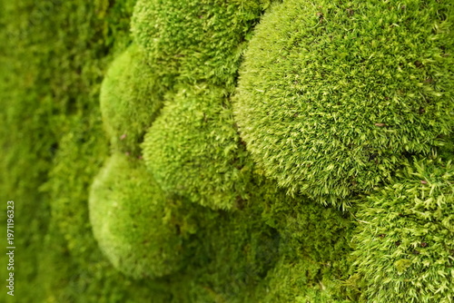 Foto Decorative preserved moss wall detail