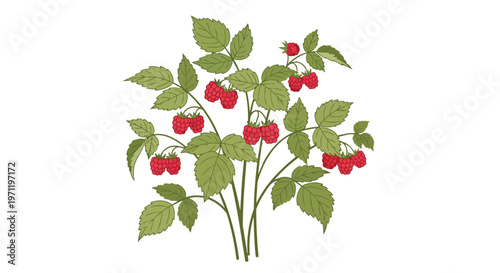 Illustration of a Raspberry Bush with Ripe Red Berries and Green Leaves