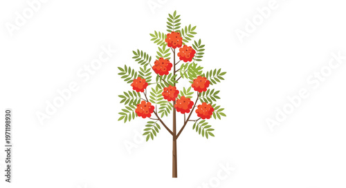 Illustration of a Rowan Tree with Red Berries and Green Leaves