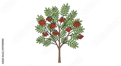 Illustration of a rowan tree with red berries and green leaves
