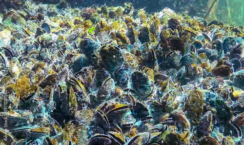 Marine fungi and bacterial aggregates in the form of white filamentous structures