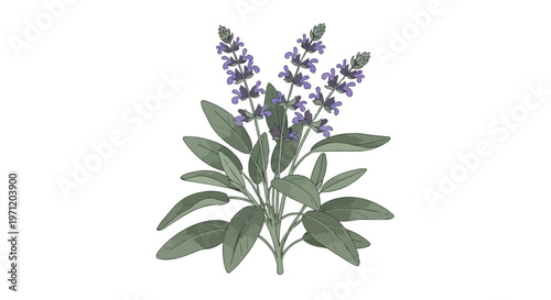 Hand Drawn Illustration of Flowering Sage Herb Plant