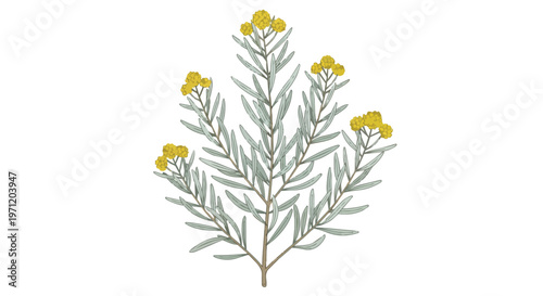 Botanical Illustration of Helichrysum Italicum Curry Plant