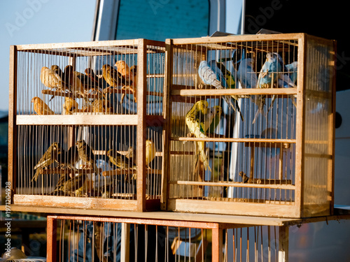 Many beautiful parrots and birds are seen in cages at an animal market, surrounded by the sounds and activity of shoppers looking for pets and companions.