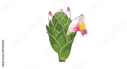 Illustration of a Curcuma Alismatifolia Flower Isolated on White Background