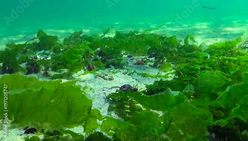 Large thalli of the marine green alga Ulva lactuca on the seabed