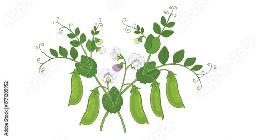 Hand Drawn Illustration of Fresh Green Pea Plant with Pods and Flowers