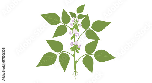 Illustration of a soybean plant with green leaves and light purple flowers