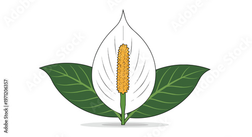 Illustration of a Peace Lily Flower with Green Leaves