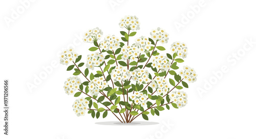 Illustration of a Spirea Bush with White Flowers and Green Leaves
