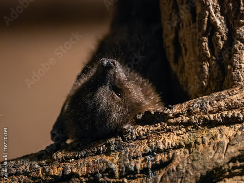 Obraz na plátne Rodrigues flying fox kept in captivity in a zoo.