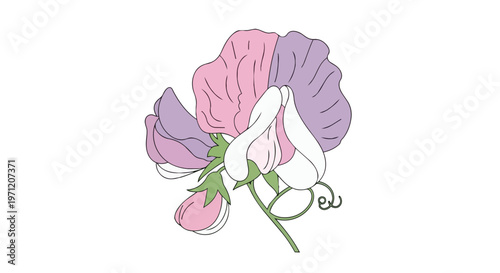 Beautiful Hand-Drawn Sweet Pea Flower Illustration