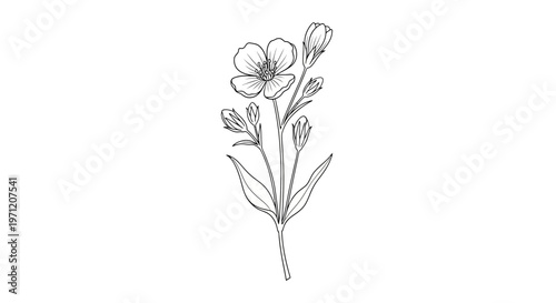 Delicate floral sketch a minimalist botanical illustration of evening primrose flowers and foliage