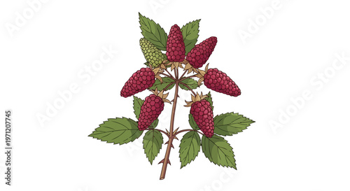 Botanical Illustration of Ripe Raspberries and Green Leaves